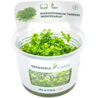 Produktbild von Dennerle Micranthemum tweediei Aquarienpflanze in Cup