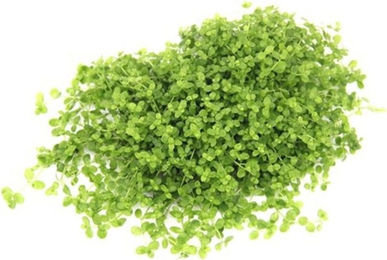 Dennerle Micranthemum tweediei Montecarlo Aquarienpflanze im Topf – Bild 1 von 5