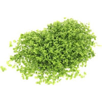 Produktbild von Dennerle Micranthemum tweediei Montecarlo Aquarienpflanze im Topf
