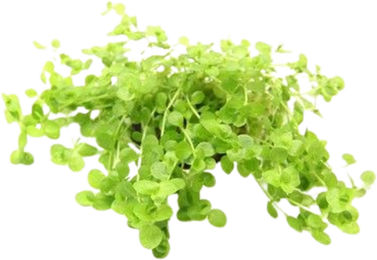 Dennerle Micranthemum umbrosum Lebende Aquarienpflanze im Topf – Bild 1 von 3