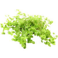 Produktbild von Dennerle Micranthemum umbrosum Lebende Aquarienpflanze im Topf