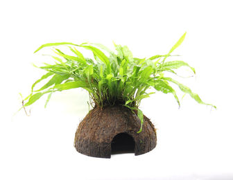 Dennerle Microsorum pteropus Javafarn lebende Aquarienpflanze in Kokosnuss 7 x 7 x 20 cm – Bild 1 von 1