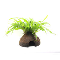 Produktbild von Dennerle Microsorum pteropus Javafarn lebende Aquarienpflanze in Kokosnuss 7 x 7 x 20 cm