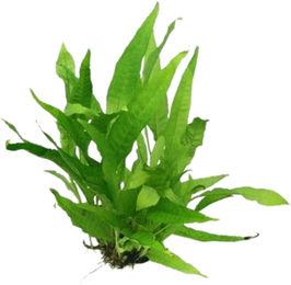 Dennerle Microsorum pteropus Lebende Aquarienpflanze Grün 1 Stück – Bild 1 von 2