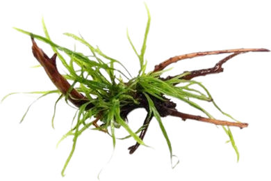 Dennerle Microsorum pteropus Trident Wasserpflanze auf Spiderwood Holz – Bild 1 von 4