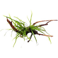 Produktbild von Dennerle Microsorum pteropus Trident Wasserpflanze auf Spiderwood Holz