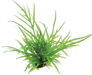 Dennerle Microsorum pteropus Trident Wasserpflanze für Aquarien 1 Stück – Bild 1 von 4