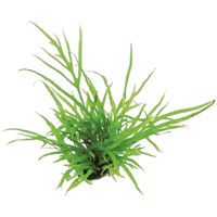 Produktbild von Dennerle Microsorum pteropus Trident Wasserpflanze für Aquarien 1 Stück