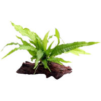 Produktbild von Dennerle Microsorum pteropus Wasserpflanze auf Holz 1 Stück