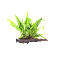 Produktbild von Dennerle Microsorum pteropus Wasserpflanze auf Kokosnuss mit Saugnapf