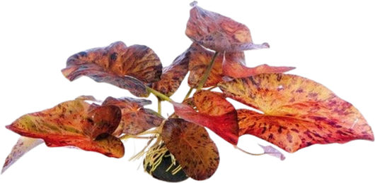 Dennerle Nymphaea lotus Rot Aquarienpflanze als Knollenpflanze 1 Stück - 1 Stk. – Bild 1 von 4
