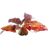 Produktbild von Dennerle Nymphaea lotus Rot Aquarienpflanze als Knollenpflanze 1 Stück - 1 Stk.