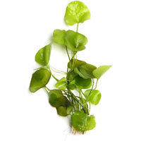 Produktbild von Dennerle Nymphoides spec. Taiwan In-Vitro Wasserpflanze Grün - 1 Stk.