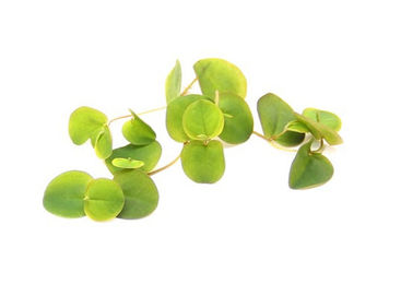 Produktbild von Dennerle Phyllanthus fluitans In-Vitro Lebende Wasserpflanze