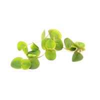 Produktbild von Dennerle Phyllanthus fluitans In-Vitro Lebende Wasserpflanze