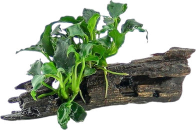 Dennerle Plants Anubias Kirin Mini auf Nanowood lebende Aquarienpflanze 1 Stück – Bild 1 von 2