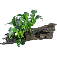 Produktbild von Dennerle Plants Anubias Kirin Mini auf Nanowood lebende Aquarienpflanze 1 Stück
