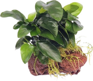Dennerle Plants Anubias nana auf Stein 1 Stück – Bild 1 von 1