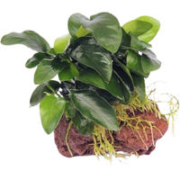 Produktbild von Dennerle Plants Anubias nana auf Stein 1 Stück