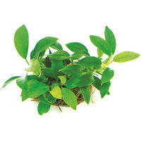 Produktbild von Dennerle Plants Anubias nana Bonsai für Aquarien 1 Stück