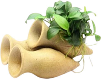 Dennerle Plants Anubias nana Bonsai lebende Pflanze auf grüner Keramik-Garnelen-Amphore 1 Stück – Bild 1 von 2