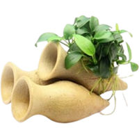 Produktbild von Dennerle Plants Anubias nana Bonsai lebende Pflanze auf grüner Keramik-Garnelen-Amphore 1 Stück
