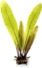 Dennerle Plants Aponogeton boivinianus Knollenpflanze – Bild 1 von 4