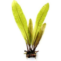 Produktbild von Dennerle Plants Aponogeton boivinianus Knollenpflanze