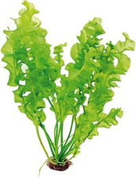 Dennerle Plants Aponogeton ulvaceus Grüne Knollenpflanze 1 Stück – Bild 1 von 2
