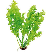 Produktbild von Dennerle Plants Aponogeton ulvaceus Grüne Knollenpflanze 1 Stück