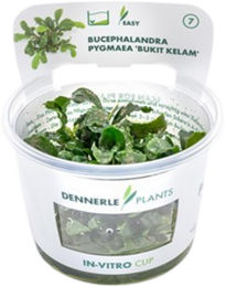 Produktbild von Dennerle Plants Bucephalandra pygmaea Bukit Kelam lebende Aquarienpflanze im Cup