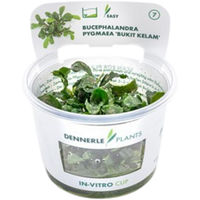 Produktbild von Dennerle Plants Bucephalandra pygmaea Bukit Kelam lebende Aquarienpflanze im Cup