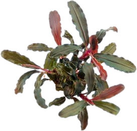Dennerle Plants Bucephalandra sp. Red Scorpio Lebende Aquarienpflanze Rot – Bild 1 von 2