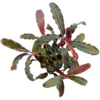 Produktbild von Dennerle Plants Bucephalandra sp. Red Scorpio Lebende Aquarienpflanze Rot