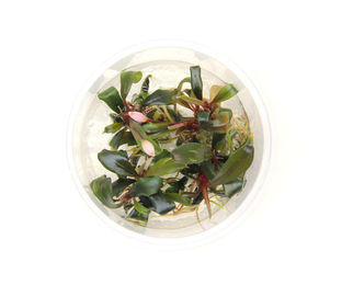 Dennerle Plants Bucephalandra sp. Serimbu Brown In-Vitro Aquarienpflanze im Cup – Bild 1 von 4