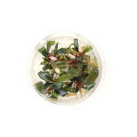 Produktbild von Dennerle Plants Bucephalandra sp. Serimbu Brown In-Vitro Aquarienpflanze im Cup