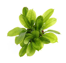 Produktbild von Dennerle Plants Echinodorus grisebachii Tropica Lebende Aquarienpflanze im Topf