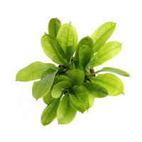 Produktbild von Dennerle Plants Echinodorus grisebachii Tropica Lebende Aquarienpflanze im Topf