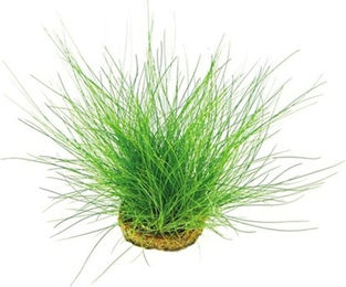 Dennerle Plants Eleocharis acicularis Topfpflanze – Bild 1 von 3