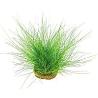 Produktbild von Dennerle Plants Eleocharis acicularis Topfpflanze