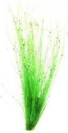 Dennerle Plants Eleocharis vivipara Lebende Wasserpflanze Grün 1 Stück – Bild 1 von 2