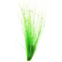 Produktbild von Dennerle Plants Eleocharis vivipara Lebende Wasserpflanze Grün 1 Stück