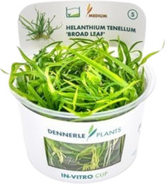Dennerle Plants Helanthium tenellum Broad Leaf Aquarienpflanze im Cup 1 Stück – Bild 1 von 4