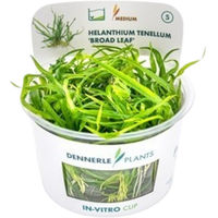 Produktbild von Dennerle Plants Helanthium tenellum Broad Leaf Aquarienpflanze im Cup 1 Stück