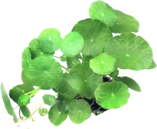 Dennerle Plants Hydrocotyle verticillata lebende Aquarienpflanze grün 1 Stück – Bild 1 von 3