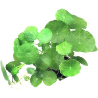 Produktbild von Dennerle Plants Hydrocotyle verticillata lebende Aquarienpflanze grün 1 Stück