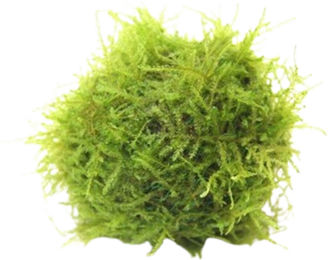 Produktbild von Dennerle Plants Javamoos auf Biosphere-Ball lebende Aquarienpflanze 1 Stück