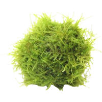 Produktbild von Dennerle Plants Javamoos auf Biosphere-Ball lebende Aquarienpflanze 1 Stück