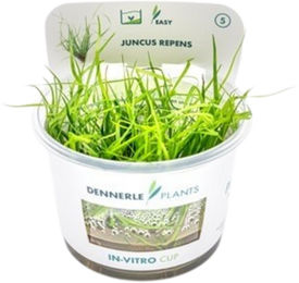 Dennerle Plants Juncus repens In-Vitro Lebende Pflanze Grün – Bild 1 von 4
