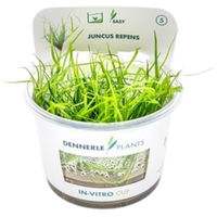 Produktbild von Dennerle Plants Juncus repens In-Vitro Lebende Pflanze Grün